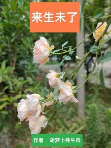 来生未了 来生未了